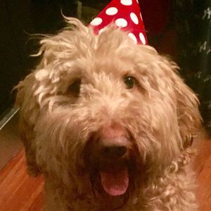 Meet your Posher, Barbara